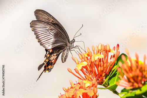 Butterflies are winged insects from the lepidopteran suborder Rhopalocera, characterized by large, often brightly coloured wings that often fold together when at rest, and a conspicuous, fluttering fl