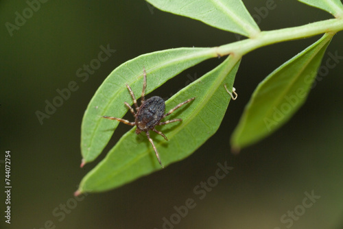 Zecca tick (Hyalomma marginatum). Porto ferro, Baratz, Sassari, Sardegna. Italia