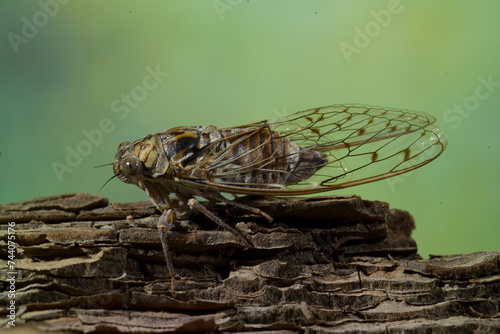 Grey cicada, Cicala, (Cicada orni). Punta Giglio, Foresta Demaniale, Parco regionale Porto Conte Capo CacciaAlghero, Sardinia. Italia