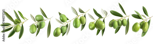 fresh olive twig with several green olives on it, typical for mediterranean countries like Italy or Greece, isolated, flat lay