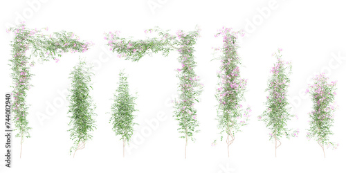 Isolated Pink bower vine leaves in 3d rendering on white background photo