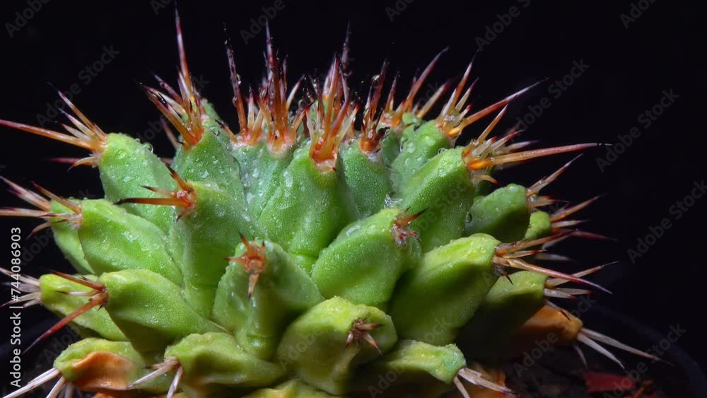 Mammillaria magnimamma - spiny cactus with large papillae in a botanical collection Mammillaria magnimamma - spiny cactus with large papillae in a botanical collection