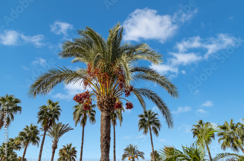 View of a palm crown with ripe red dates in the background blue sky with white clouds. 