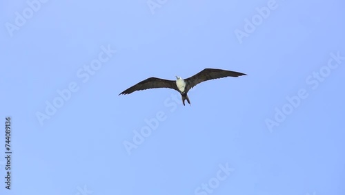 birth flying in the sky in slow motion photo