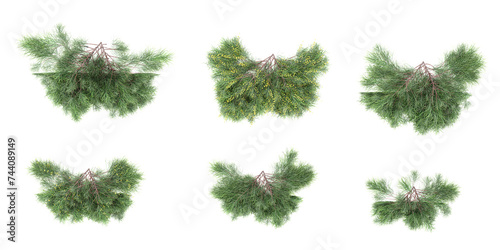 Set of River Wattle creeper plants isolated on transparent background.3D render,Top view