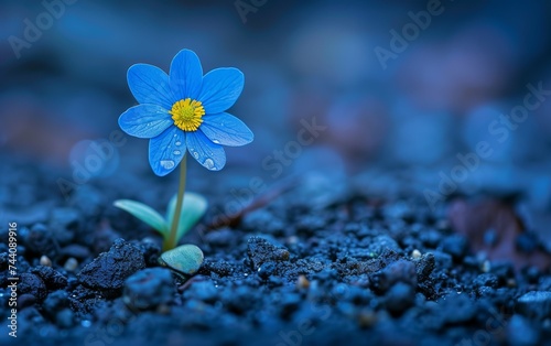 A tiny blue flower stands out with its vibrant yellow center in this close-up shot