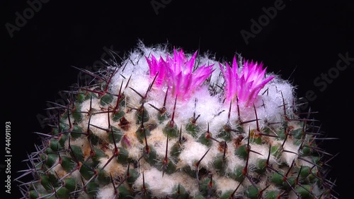 Mammillaria sp., close-up of a cactus blooming with pink flowers in spring photo