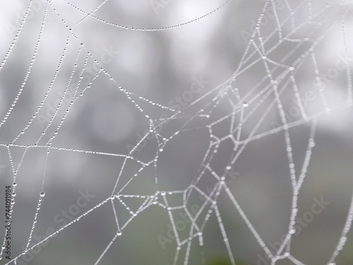 spider web with dew drops