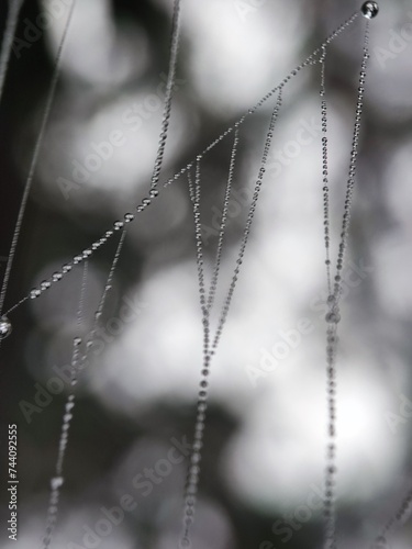 web, spider, dew, chain, nature, water, metal, cobweb, abstract, morning, drop, macro, necklace, jewelry, isolated, spiderweb, drops, link, blue, net, white, rain, glass, pattern, winter