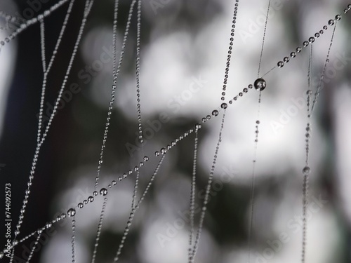 web, spider, dew, chain, nature, water, metal, cobweb, abstract, morning, drop, macro, necklace, jewelry, isolated, spiderweb, drops, link, blue, net, white, rain, glass, pattern, winter