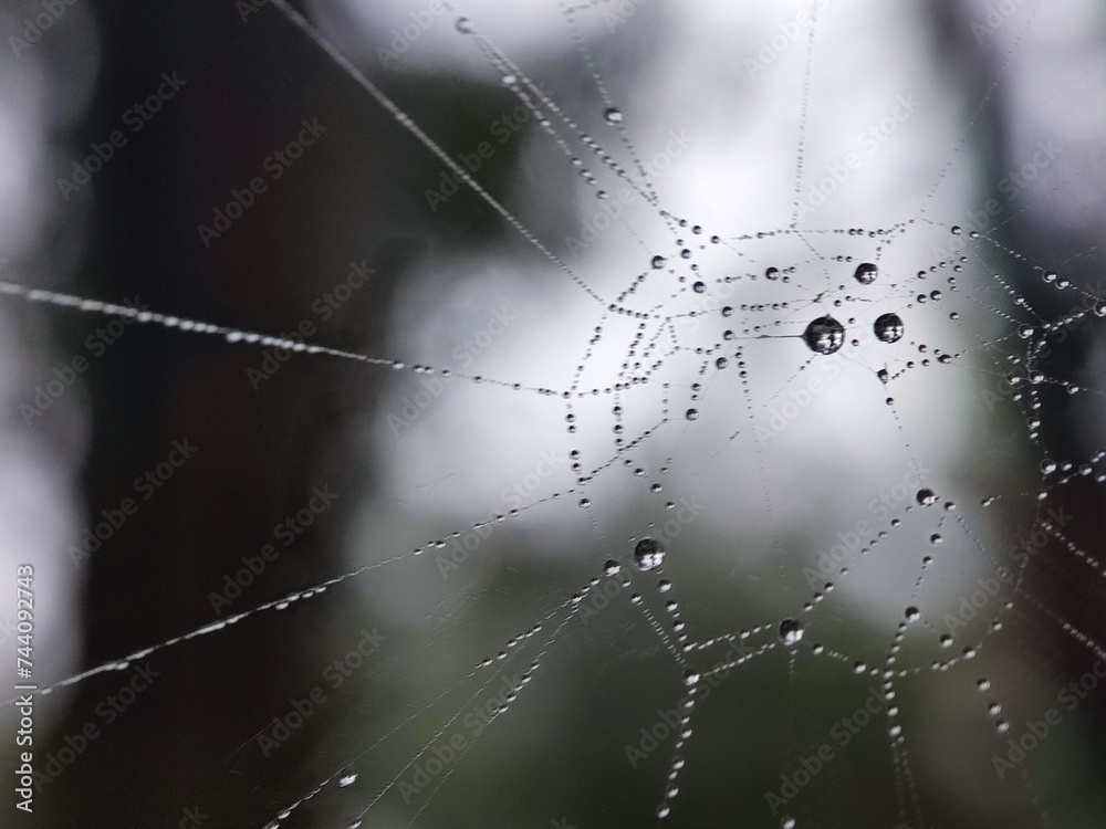 Naklejka premium web, spider, dew, chain, nature, water, metal, cobweb, abstract, morning, drop, macro, necklace, jewelry, isolated, spiderweb, drops, link, blue, net, white, rain, glass, pattern, winter