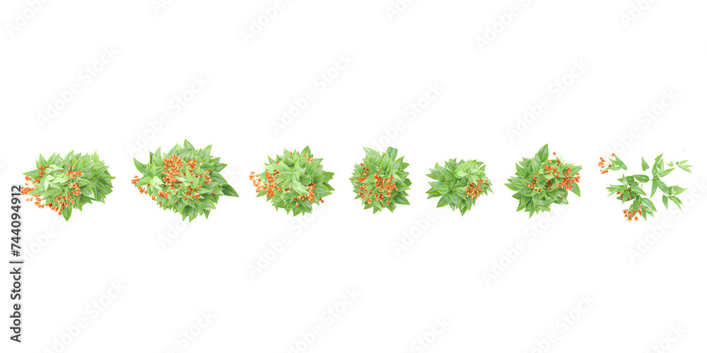 Top view of Trailing lily creeper tree on transparent background, climber plant - obrazy, fototapety, plakaty 