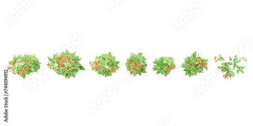 Top view of Trailing lily creeper tree on transparent background, climber plant