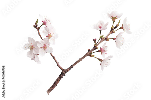 Cherry Blossom Branch - Isolated on White Transparent Background 