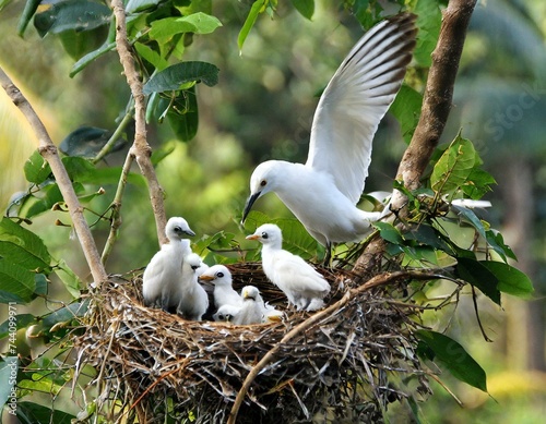 Female bird feeding chicks, Batam, Kepulauan Riau, Indonesia photo