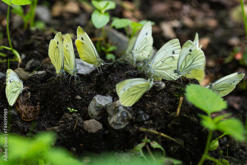 The green veined white (Pieris napi) photo