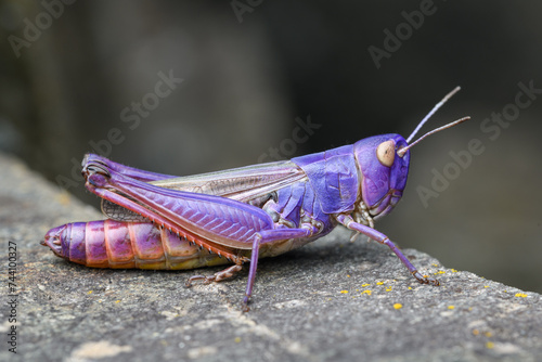 Striped-winged grasshopper (Stenobothrus lineatus) with erythrism photo