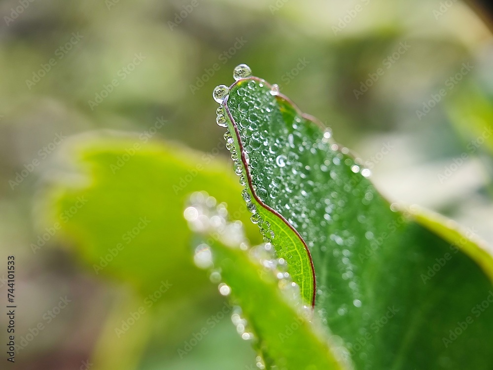 water, drop, leaf, grass, dew, nature, rain, drops, plant, macro, wet, summer, spring, droplet, raindrop, leaves, freshness, environment, morning, closeup, fresh, flora, liquid, reflection, green water, drop, leaf, grass, dew, nature, rain, drops, plant, macro, wet, summer, spring, droplet, raindrop, leaves, freshness, environment, morning, closeup, fresh, flora, liquid, reflection, green