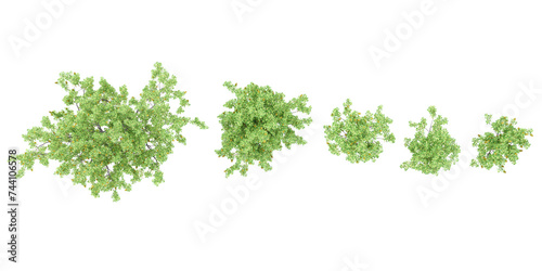 Coast banksia trees with transparent background, 3D rendering, for illustration, digital composition, architecture visualization,top view photo