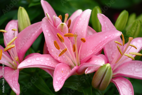 Pink flowers of a lily in drops of water after a rain on a green background.
