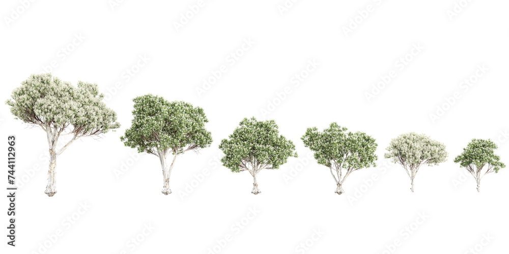 Flax-leaved paperbark trees cutout backgrounds 3d rendering png