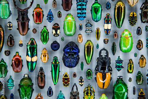 Montreal, Canada - July 30 2022: Various Insect specimen exhibited in Montreal insectarium © Vincent Jiang