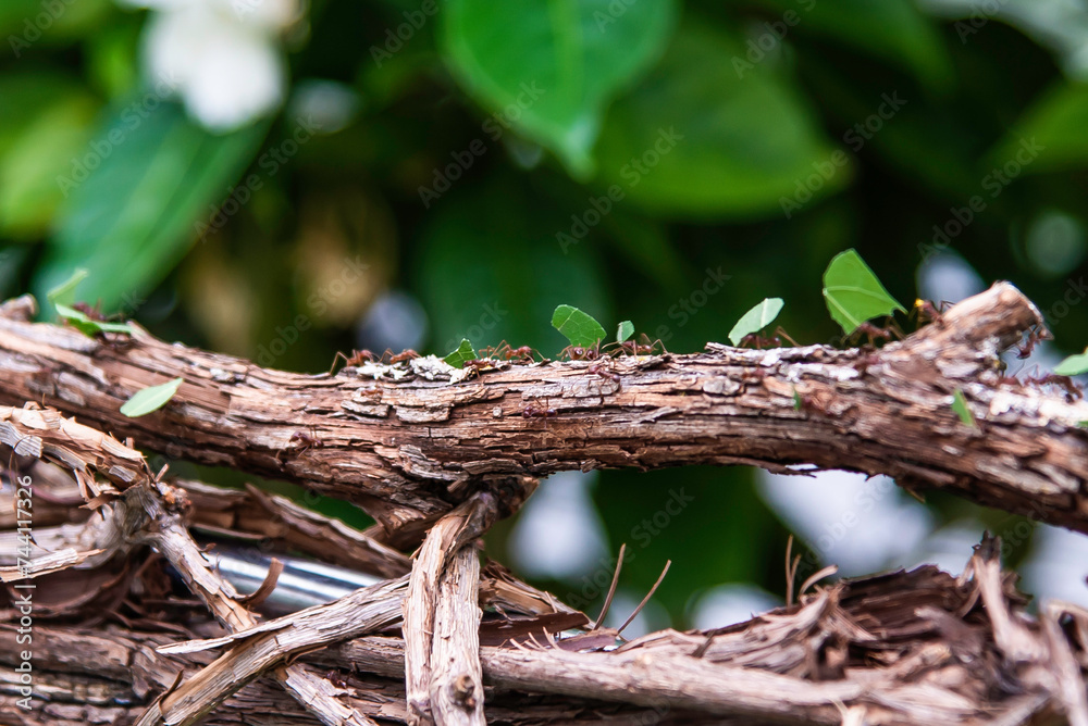 Montreal, Canada - July 30 2022:Leafcutter ants transporting leaves on branch in Montreal Insectarium Montreal, Canada - July 30 2022:Leafcutter ants transporting leaves on branch in Montreal Insectarium