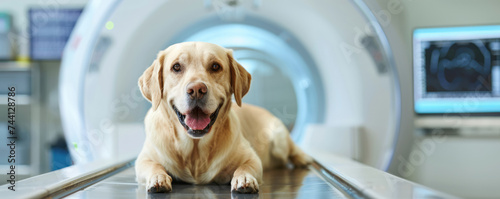 Generative AI, Dog on table on vet clinic at MRI,  examination in veterinary surgery hospital  photo
