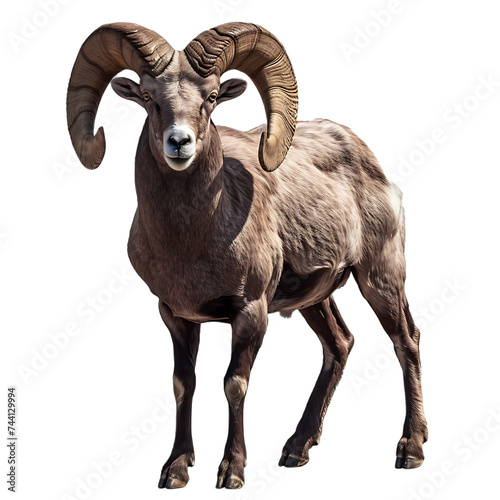 Majestic Ram With Large Horns on White Background