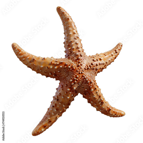 Starfish Against White Background