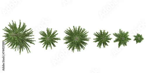 Top view of Fern trees with transparent background, 3D rendering, for illustration