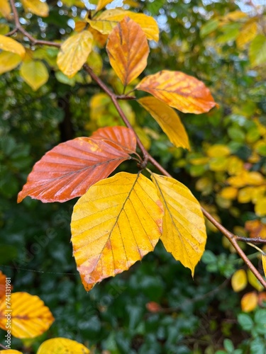 Beech leaves changing colour in autumn. Close up. 