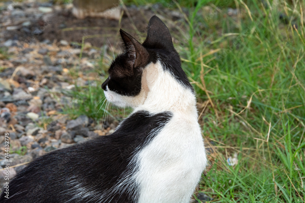 A black and white cat in nature