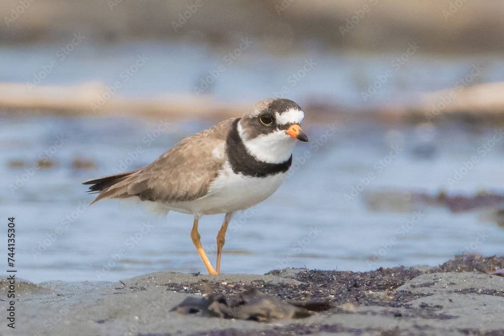 Cute small Semipalmated Plover walking on sand flats near water in search of food Cute small Semipalmated Plover walking on sand flats near water in search of food