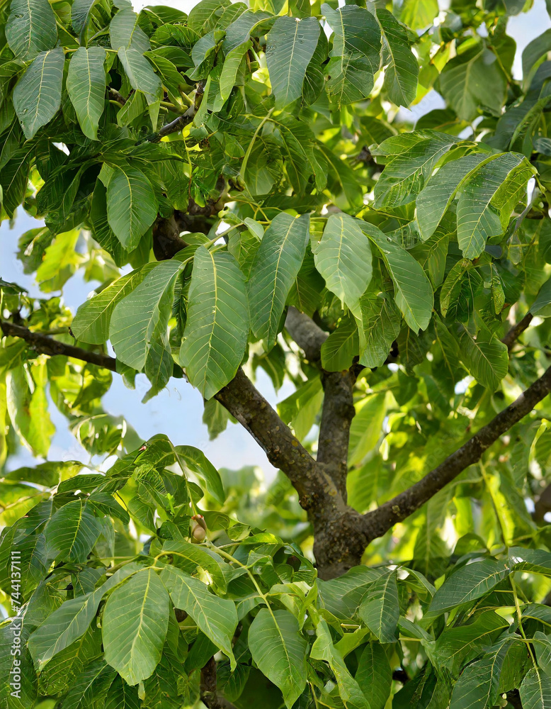 walnut tree: Lush Green Walnut Tree Laden With Fresh Walnuts on a Sunny Day