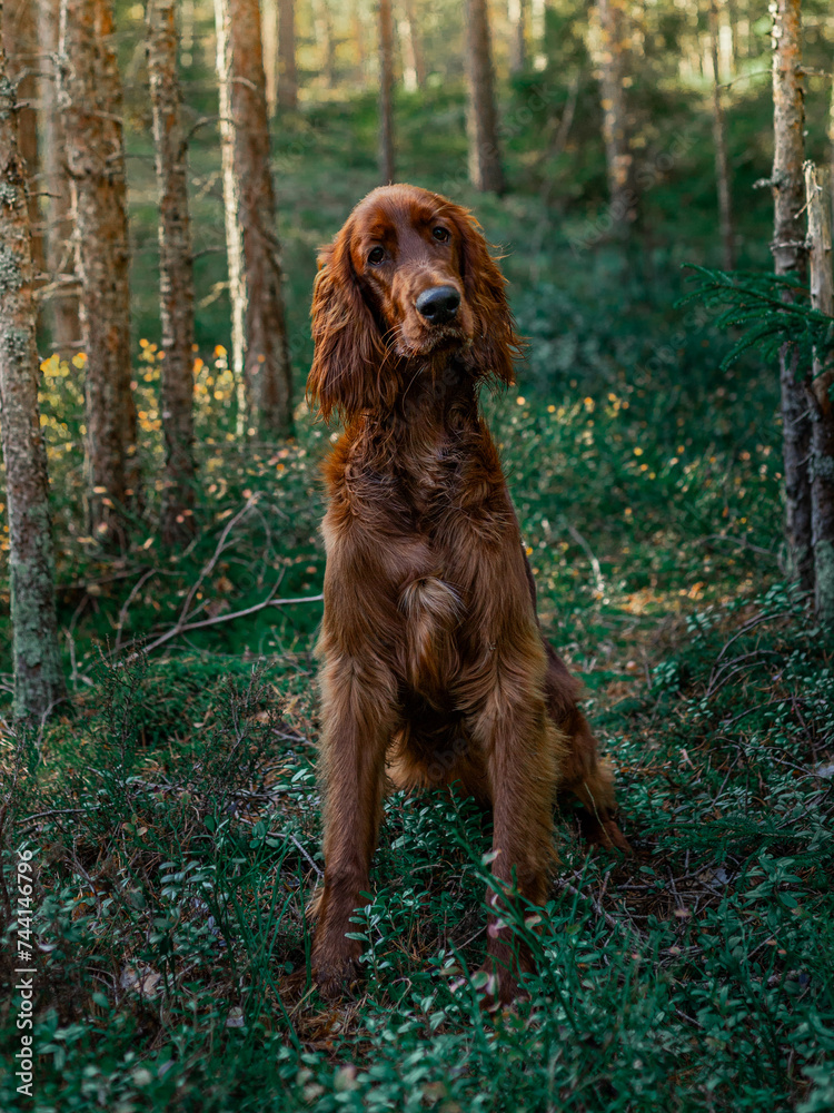 Irish setter on the hunt. Hunting dog in the forest. Hunting with a dog in autumn.