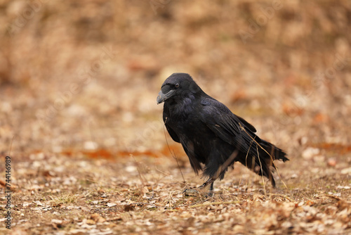 Obraz na płótnie The common raven Corvus corax, also known as the northern raven, autumn in Poland. w salonie