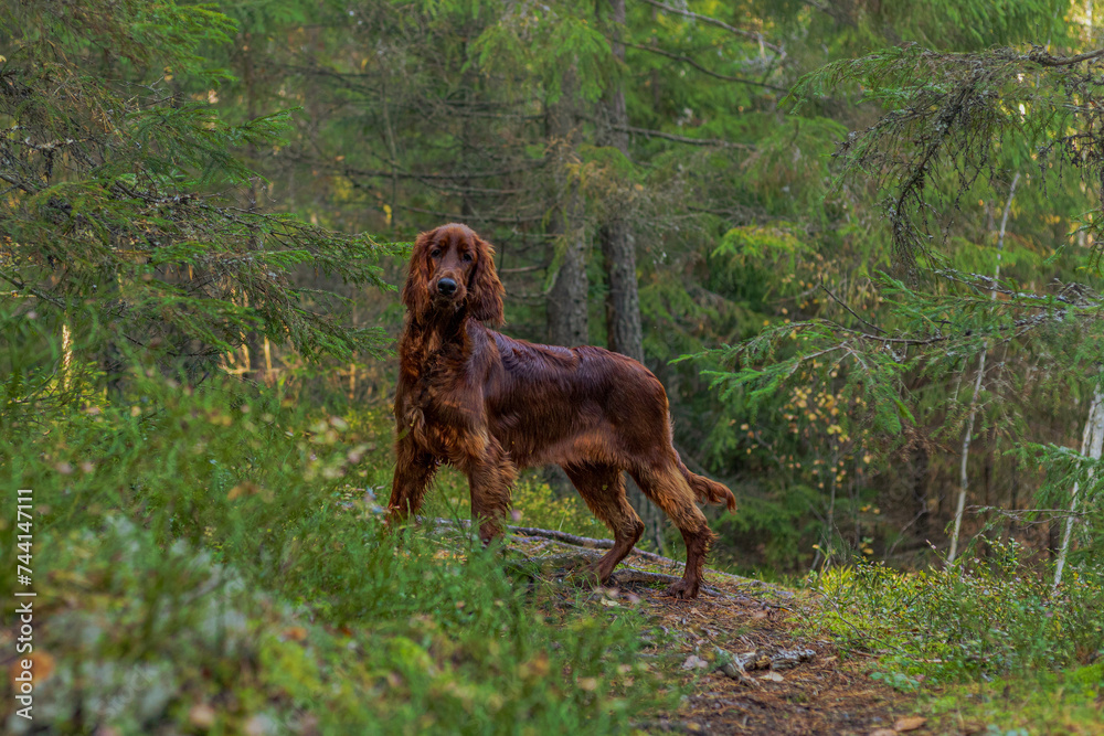 Irish setter on the hunt. Hunting dog in the forest. Hunting with a dog in autumn. Irish setter on the hunt. Hunting dog in the forest. Hunting with a dog in autumn.