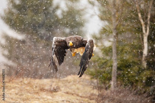 Obraz na płótnie Steller's sea eagle (Haliaeetus pelagicus) flying bird of prey in snowy winter day, Japan. w salonie