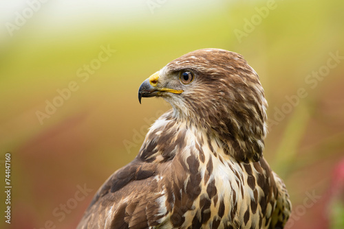 Obraz na płótnie Common buzzard sit in field with crimson clover in sunny spring day. Bird of prey perched in clover meadow, Czech republic w salonie