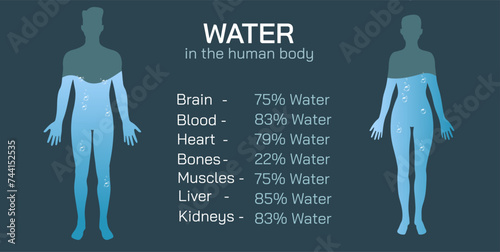 The importance of hydration. The average and ideal water level in your body vector illustration. Good amount of Water level keeps the body functioning properly. Body water percentage and ratio.