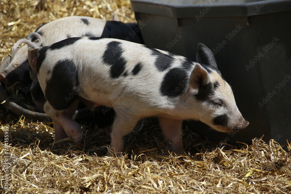 Side profile view of a cute and adorable black speckled baby piglet walking in yellow straw in the barnyard. Side profile view of a cute and adorable black speckled baby piglet walking in yellow straw in the barnyard.