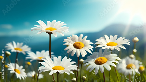 White daisy flower with soft focus and bokeh background