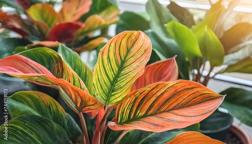 the colorful leaves of philodendron prince of orange a popular tropical indoor plant