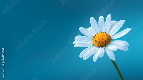 White daisy flower with soft focus and bokeh background