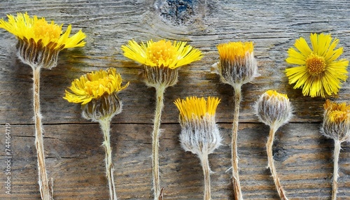 picture of dried flowers in several variants herbarium from dried blossoming flower arranged in a row tussilago farfara coltsfoot photo