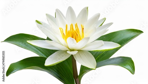 beautiful white lily seerose with bud isolated on white background including clipping path without shade