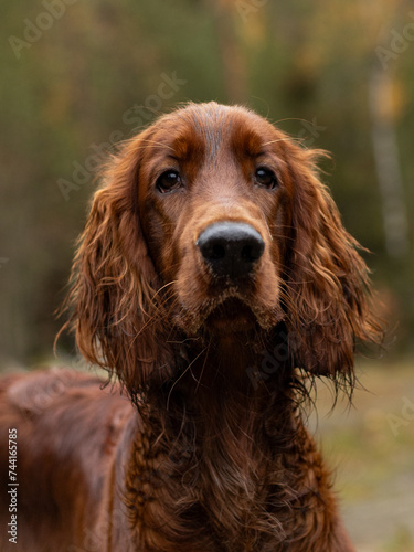 Irish setter on the hunt. Hunting dog in the forest. Hunting with a dog in autumn.