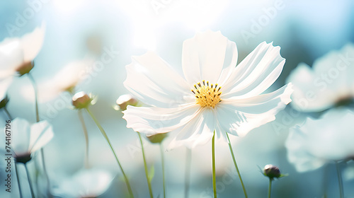 Illustration of simple daisy