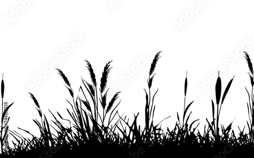 Image of a monochrome reed,grass or bulrush on a white background.Isolated vector drawing.Black grass graphic silhouette.